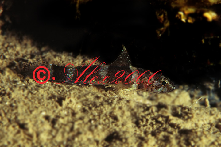 Didogobius splechtnai e Gammogobius steinitzi